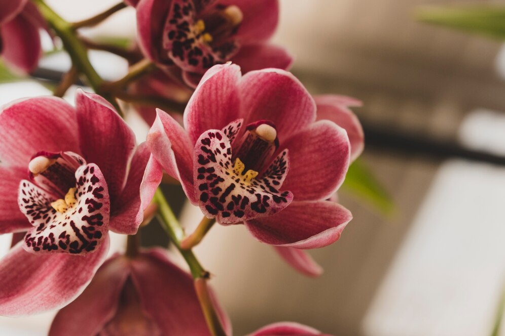 Potted Orchid Elegance